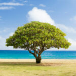 Tree at a beach