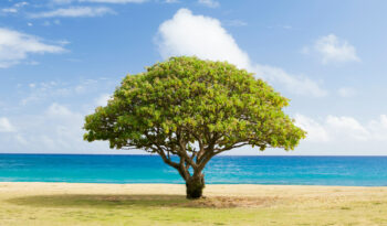 Tree at a beach