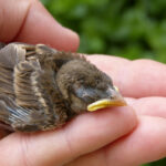 Bird on hand