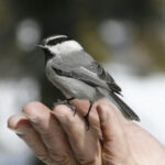 Bird on hand