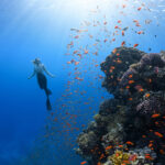 Woman swimming with fishes